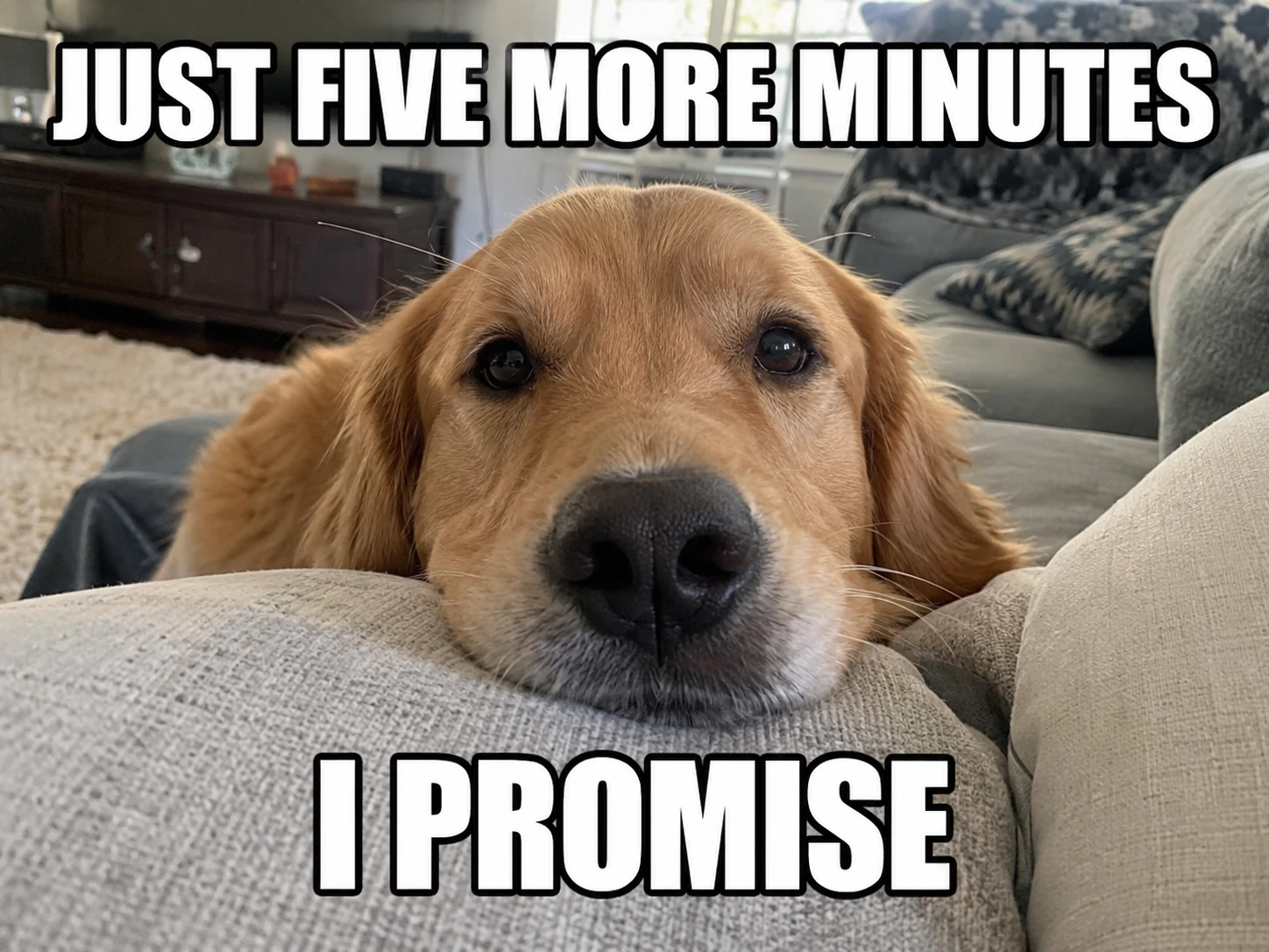 Classic meme text overlaid on a close-up photo of a golden retriever